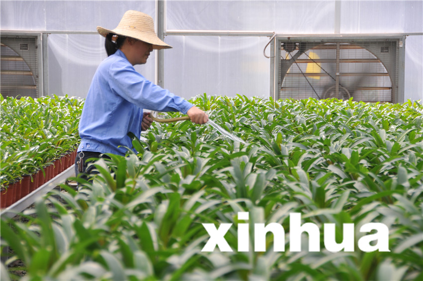 8月19日，三峽苗圃研究中心育苗蔭棚中，工作人員對中心引種的植物進(jìn)行灌溉。