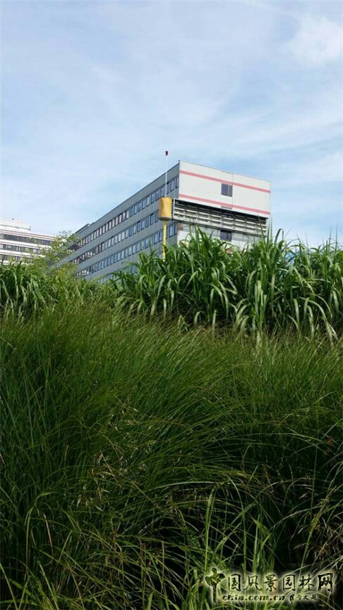 巨人花園
