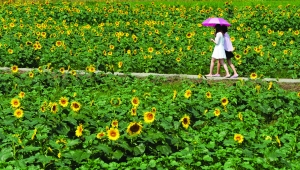 南京公園景區 向日葵 南京賞花