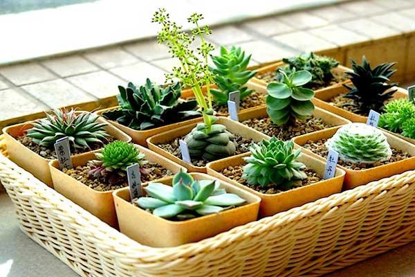 多肉植物冬季養(yǎng)護管理方法