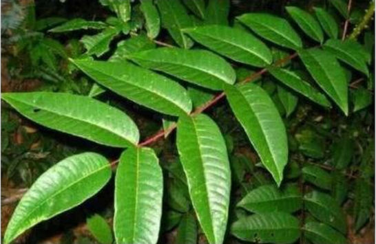 云南植物馬錢(qián)果實(shí)