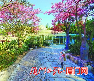 今年是美麗廈門戰(zhàn)略規(guī)劃實(shí)施元年，在市委市政府的高度重視下，按照市市政園林局的部署，廈門園林植物園正圍繞“青山碧海、紅花白鷺”大花園城市戰(zhàn)略，以植物引種馴化為核心，以植物專類園區(qū)建設(shè)為抓手，為鷺島的園林綠化發(fā)展、生態(tài)文明建設(shè)先行先試添磚加瓦。