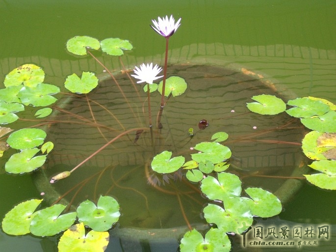 長庚養(yǎng)生文化村