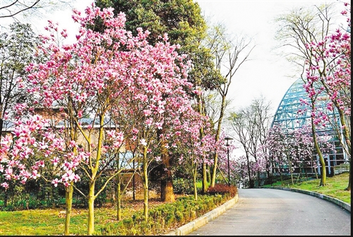 南山植物園800種山茶花競(jìng)開(kāi)