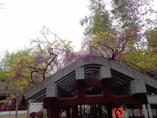 上海古藤園鎮(zhèn)園之寶470歲高齡紫藤綻放