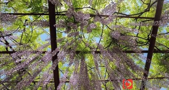 上海古藤園鎮(zhèn)園之寶470歲高齡紫藤綻放