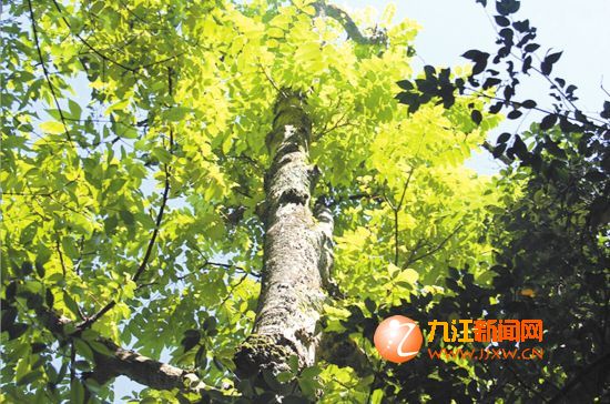 武寧發(fā)現(xiàn)國家一級保護(hù)野生植物——伯樂樹
