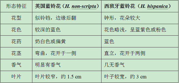 讓我碰見一個(gè)藍(lán)鈴花般的姑娘？——小記英國鄉(xiāng)土野花寶貝