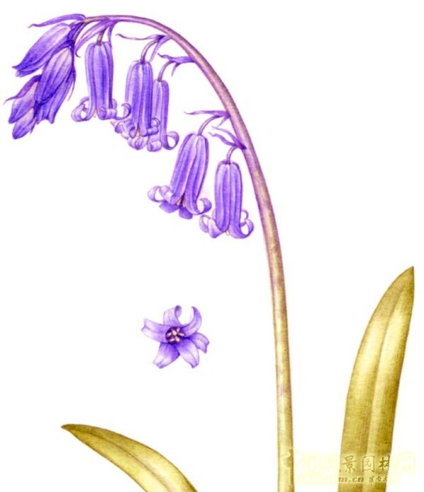 讓我碰見一個藍鈴花般的姑娘？——小記英國鄉土野花寶貝