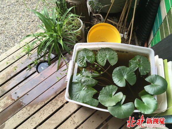 百萬雨水花園避免“城市看海”  40㎡民居生態改造見成效