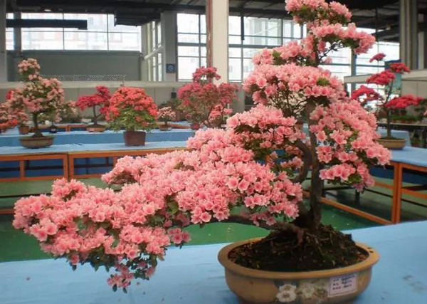 家庭園藝成為沭陽花木節主打牌