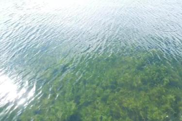 愛爾斯：奧林匹克公園龍形水系生態(tài)工程