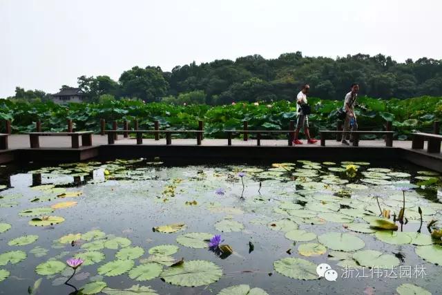 偉達園林獲G20杭州峰會服務(wù)保障突出貢獻獎