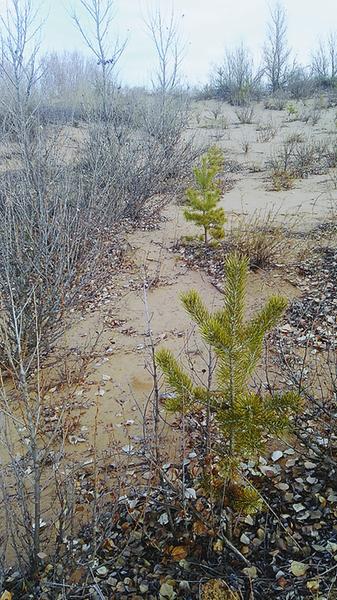 陜西榆林“三北”防護林區有楊樹死亡 部分植物老化