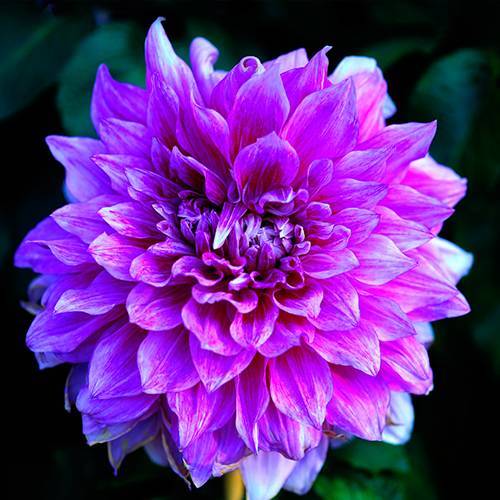 請(qǐng)您欣賞：美麗的球形花卉