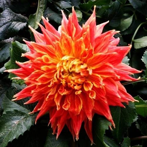 請(qǐng)您欣賞：美麗的球形花卉