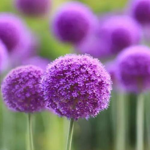 請(qǐng)您欣賞：美麗的球形花卉