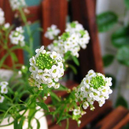 請(qǐng)您欣賞：美麗的球形花卉