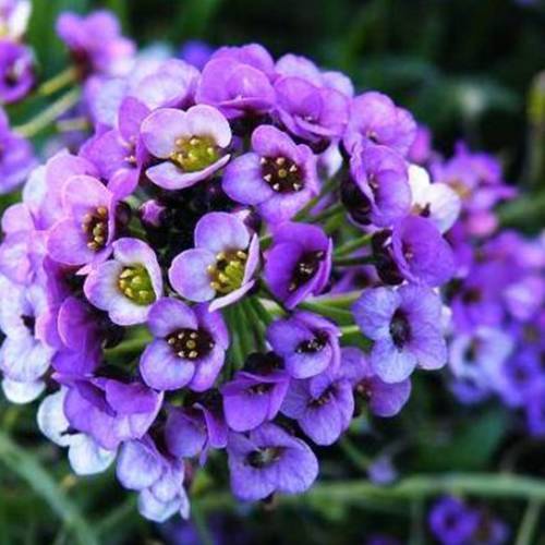 請(qǐng)您欣賞：美麗的球形花卉