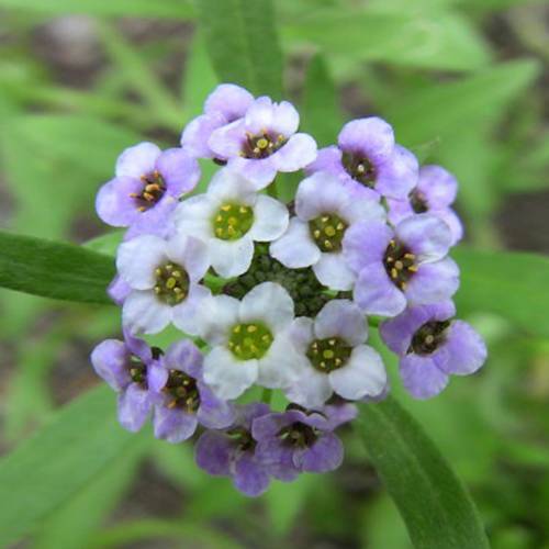 請(qǐng)您欣賞：美麗的球形花卉