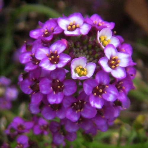 請(qǐng)您欣賞：美麗的球形花卉