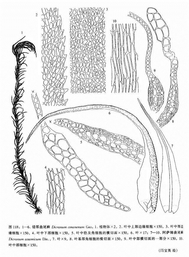 植物科學(xué)畫：深藏功與名