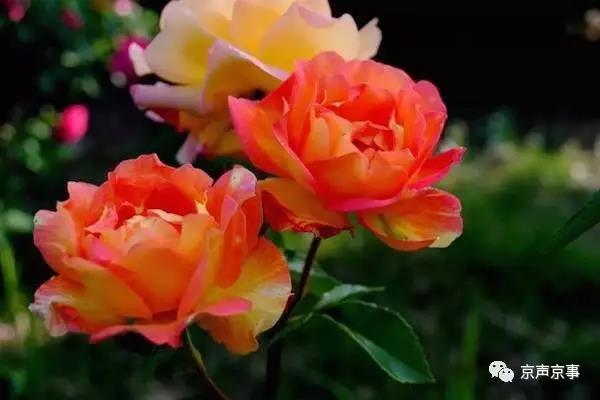 北京世園會(huì)｜這些遍植世界的植物 都來自中國(guó)