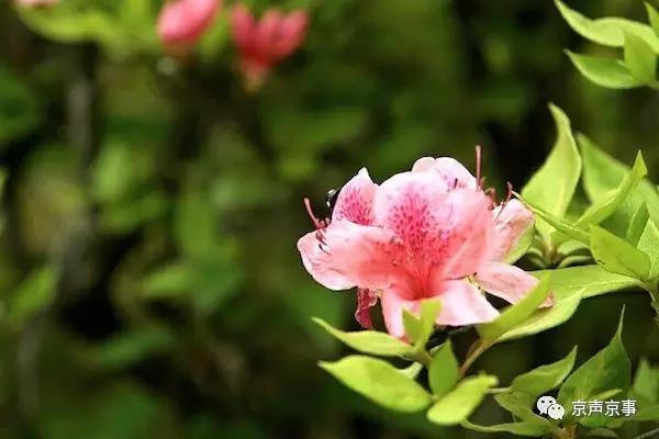 北京世園會(huì)｜這些遍植世界的植物 都來自中國(guó)