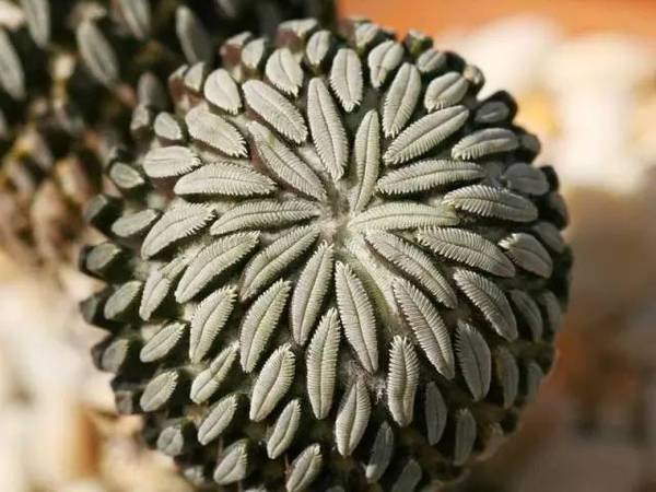 15張圖片展示植物中的數(shù)學