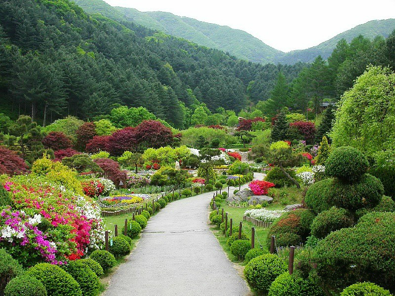 京畿道加平晨靜樹木園——賞楓賞菊的誘惑