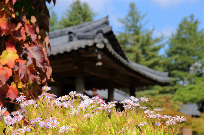 京畿道加平晨靜樹木園——賞楓賞菊的誘惑