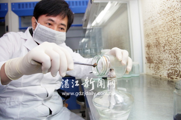 撩開實(shí)驗(yàn)室里育種的神秘面紗