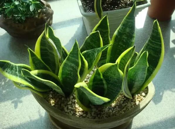 12生肖都有對應的幸運植物