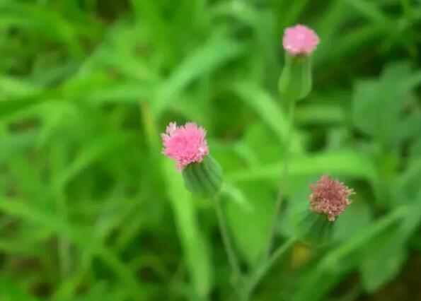 12生肖都有對(duì)應(yīng)的幸運(yùn)植物