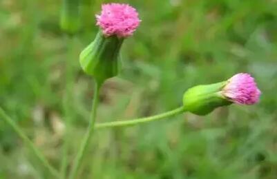 12生肖都有對(duì)應(yīng)的幸運(yùn)植物