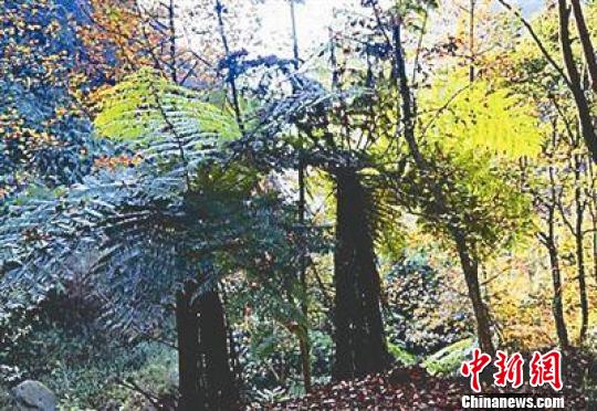 福建南平發(fā)現(xiàn)800余畝瀕危植物“桫欏林”