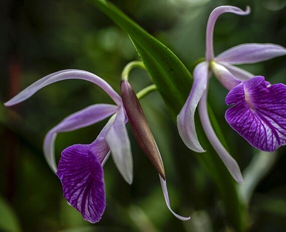 武漢植物園花展持續(xù)到4月上旬