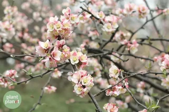 六種你不能錯過的早春開花的最美灌木