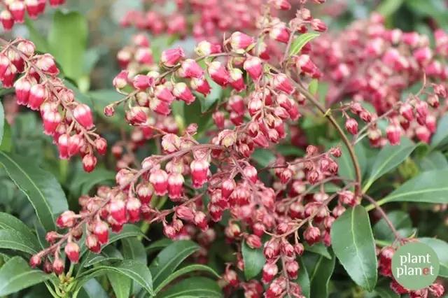 六種你不能錯(cuò)過的早春開花的最美灌木