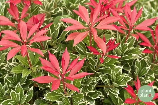 六種你不能錯(cuò)過的早春開花的最美灌木