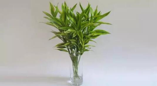 2017年養(yǎng)這些植物最旺財運(yùn)