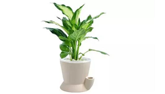 2017年養(yǎng)這些植物最旺財運(yùn)