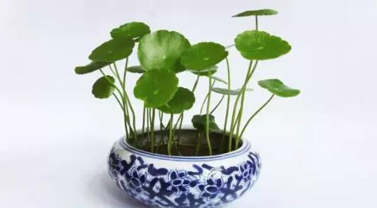 2017年養(yǎng)這些植物最旺財運(yùn)