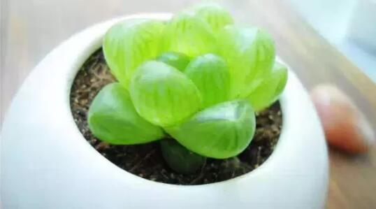 2017年養(yǎng)這些植物最旺財運(yùn)