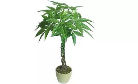 2017年養(yǎng)這些植物最旺財運(yùn)