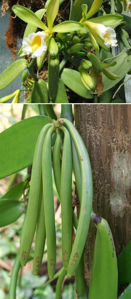 一些植物從開(kāi)花到結(jié)果的照片