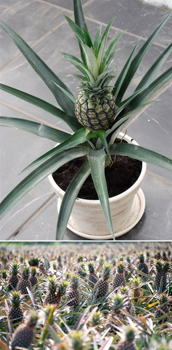 一些植物從開(kāi)花到結(jié)果的照片