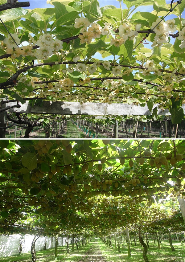 一些植物從開(kāi)花到結(jié)果的照片