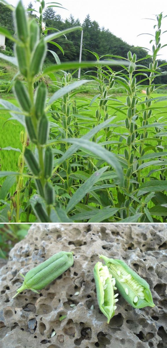 一些植物從開花到結(jié)果的照片