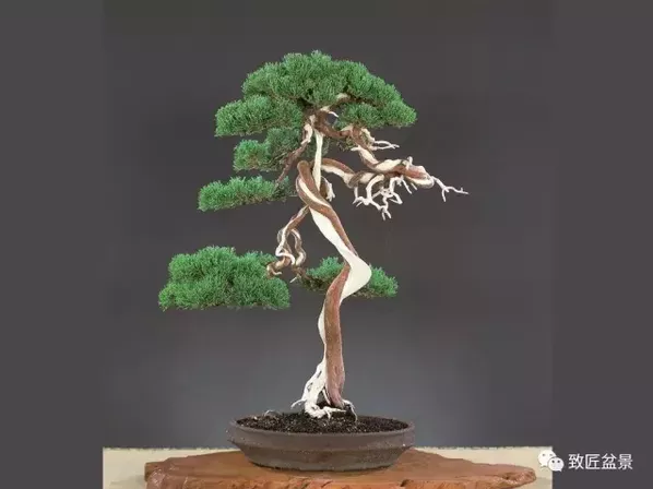 盆景知識：栽培與養(yǎng)護(hù)的九個(gè)要素